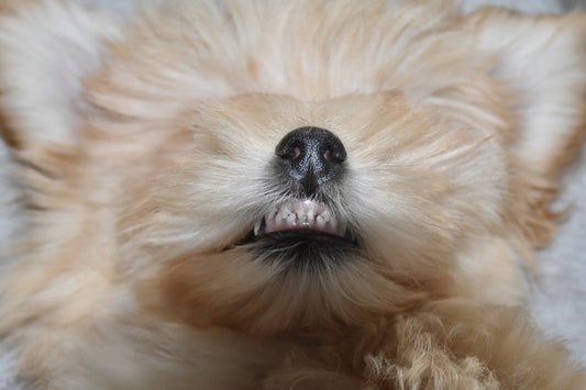 Wie hält man die Zähne seines Hundes sauber?