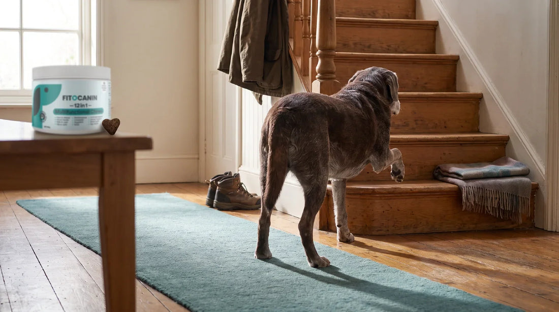 Starejši labrador s sivkasto dlako okleva pred prvo stopnico lesenega stopnišča v topli jutranji svetlobi; v ozadju na nizki mizici stoji lonček s priboljški za sklepe.